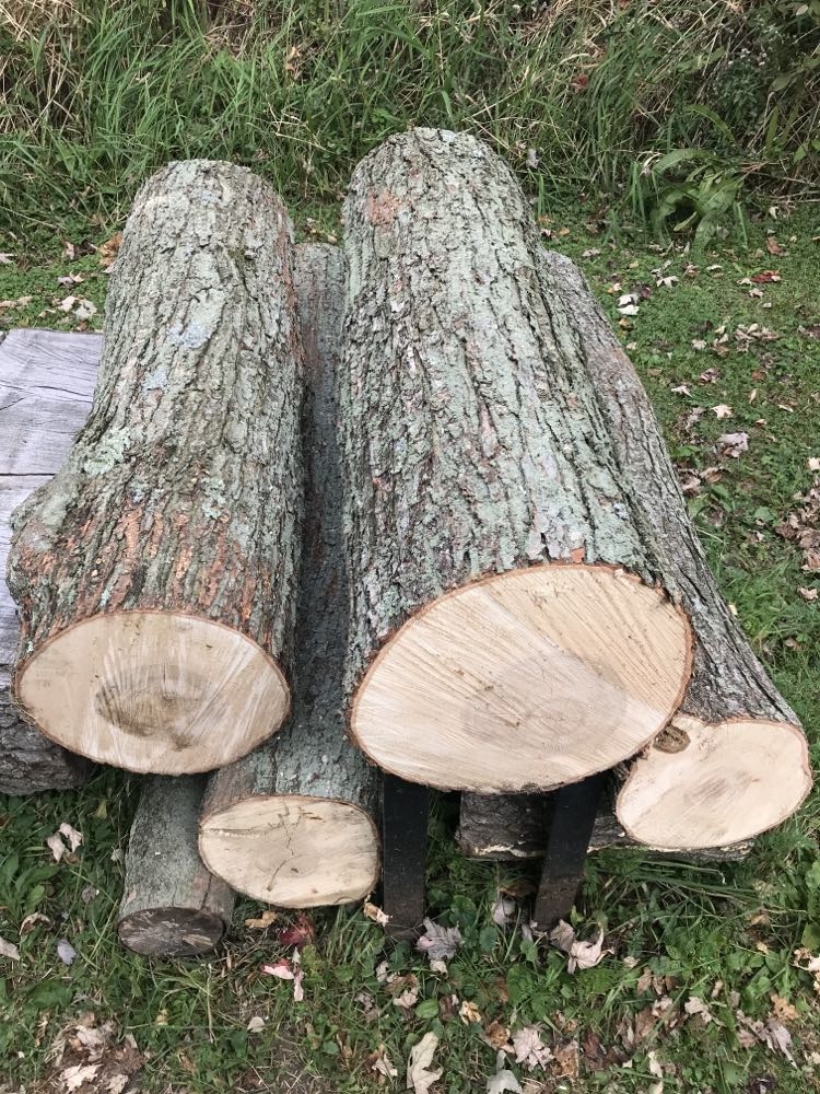 treelogs.jpg