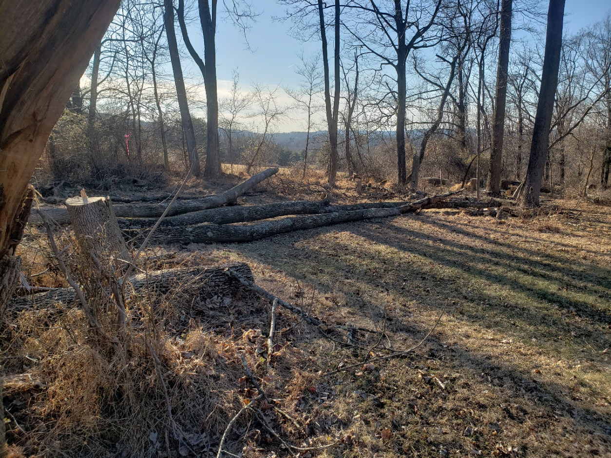 TreesDown20220304_161234.jpg