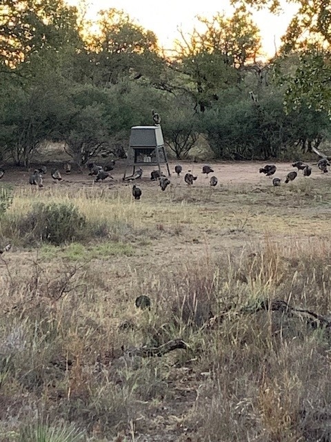 Turkeys.jpg