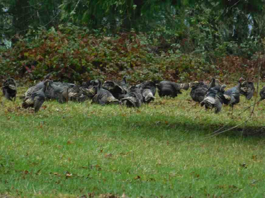turkeys.jpg