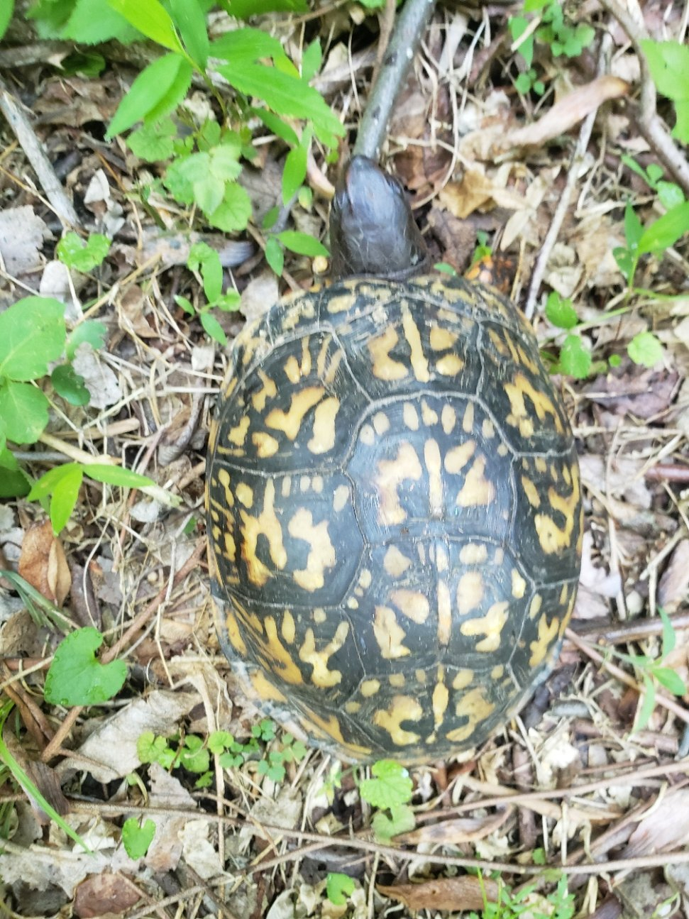 TurtleMom20210606_080748.jpg