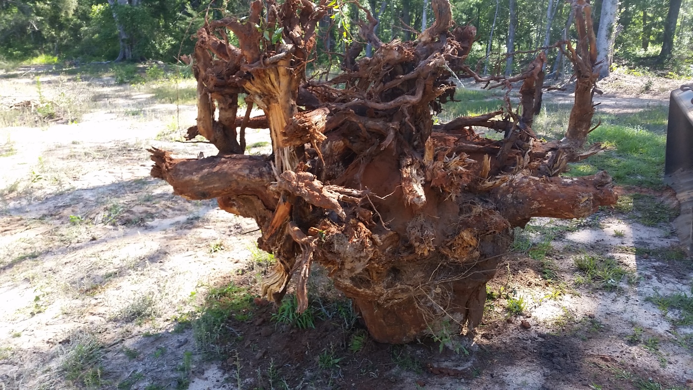 upside-down-stump.jpg