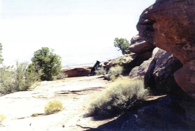Utah bear.jpg