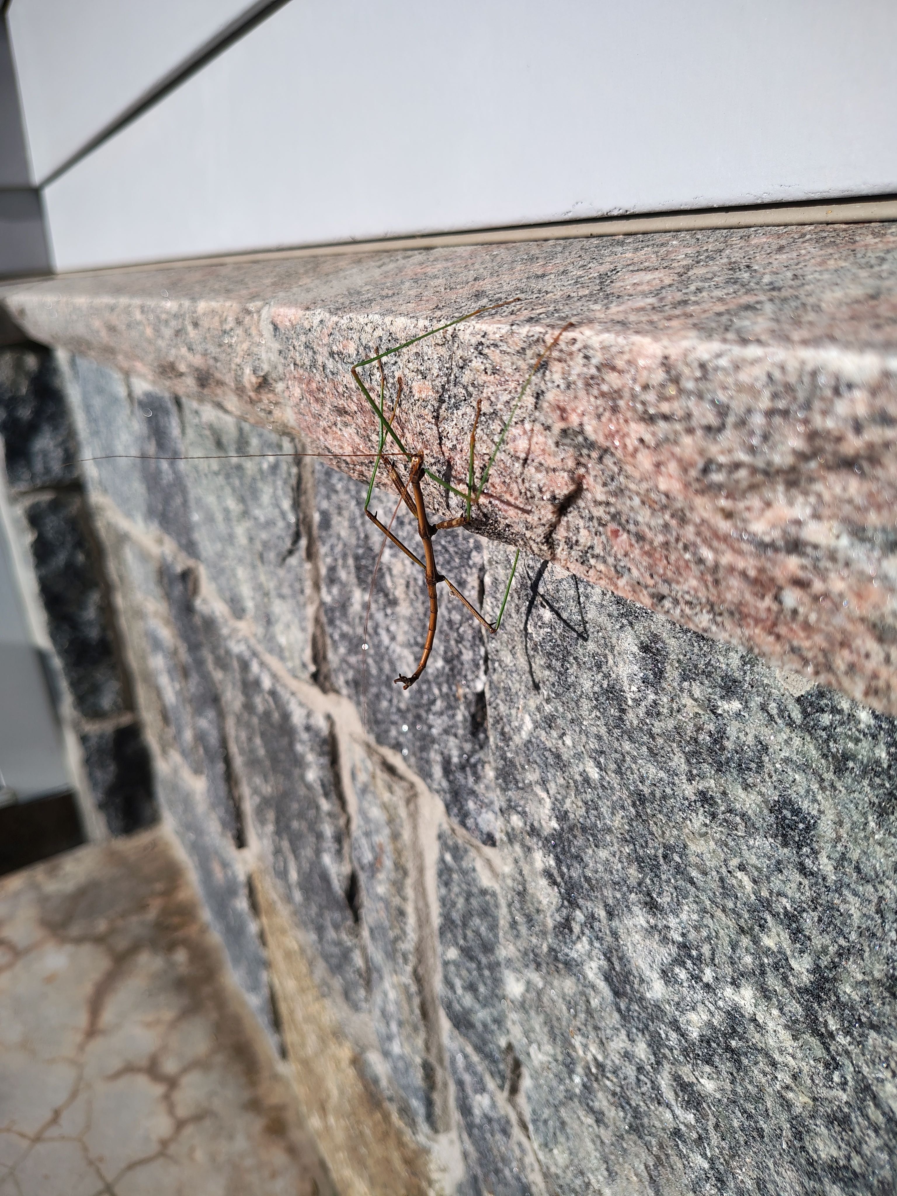 walking stick 3.jpg