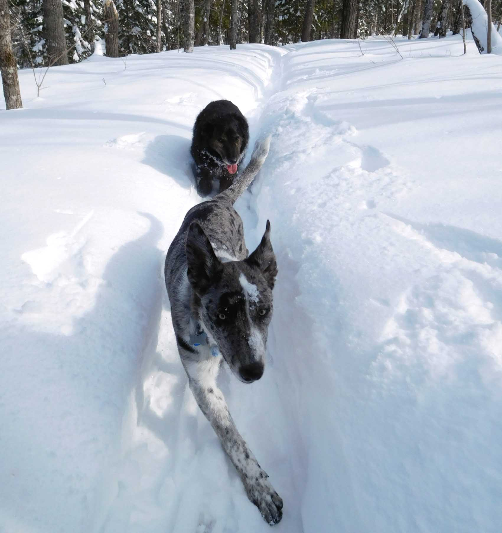 wally gromit ski106.jpg