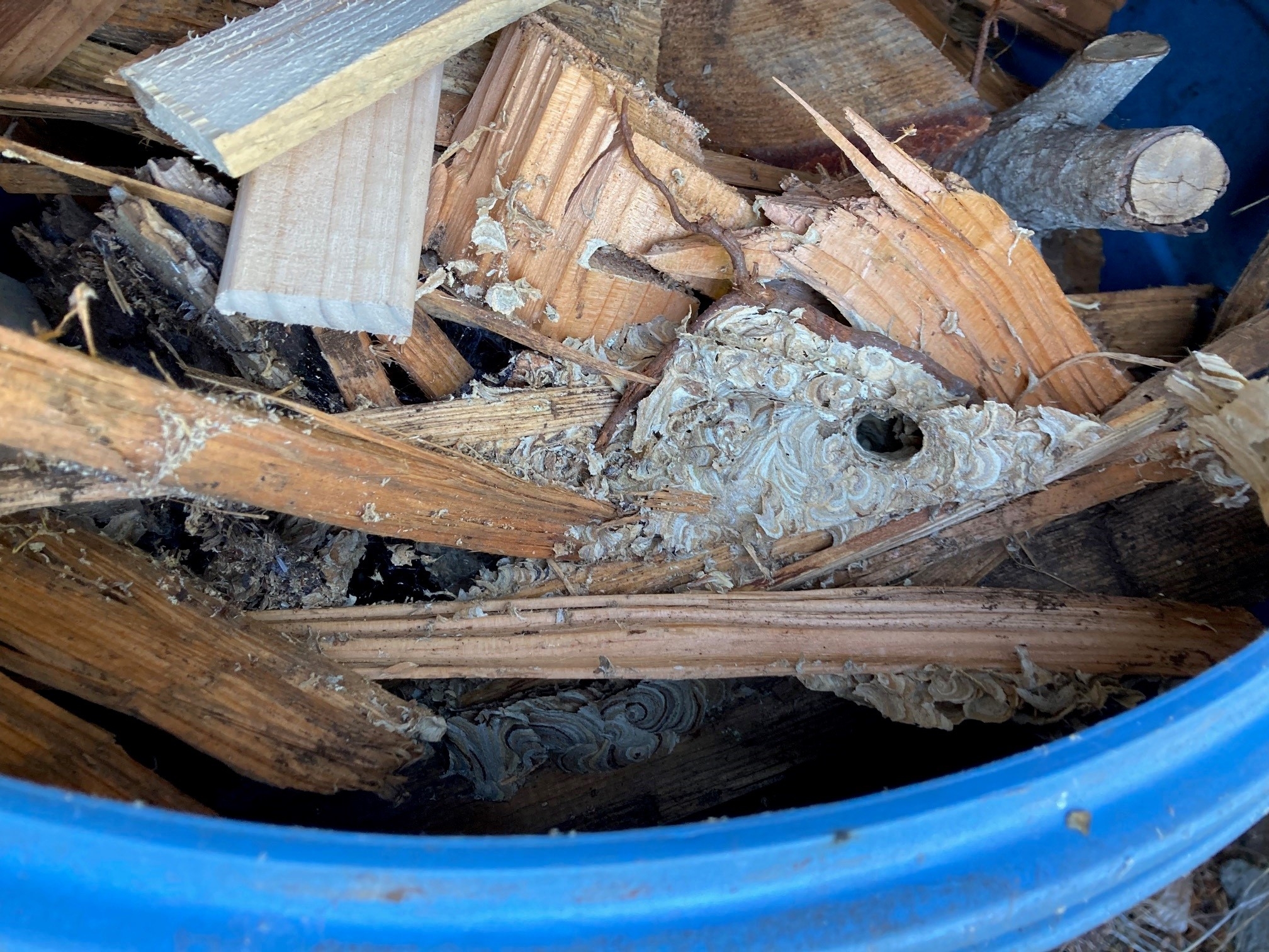 wasp nest.jpg