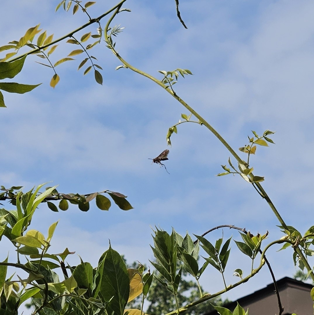 WaspinFlight.jpg
