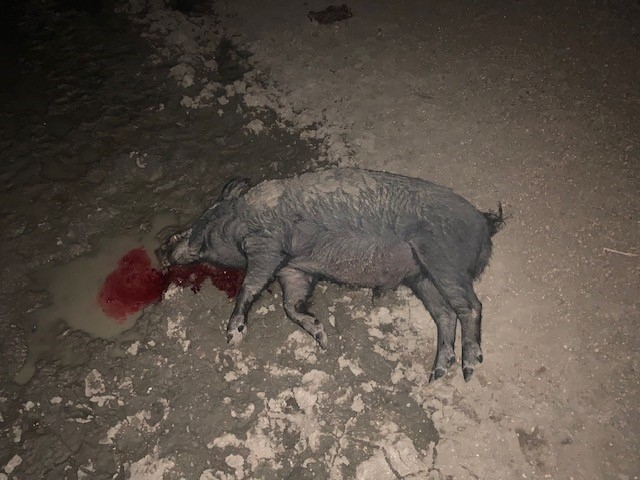Waterhole pig.jpg