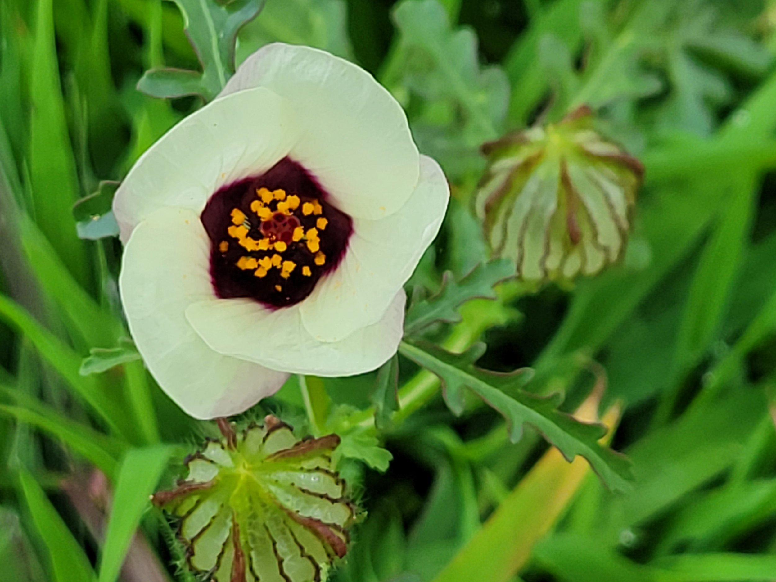 weed flower.jpg