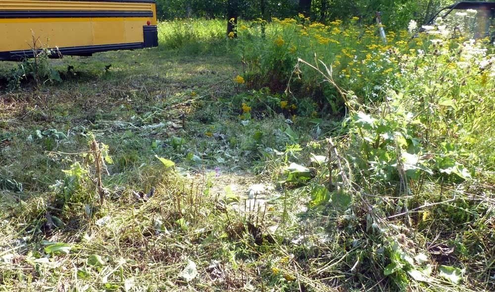 weedcut0869.jpg