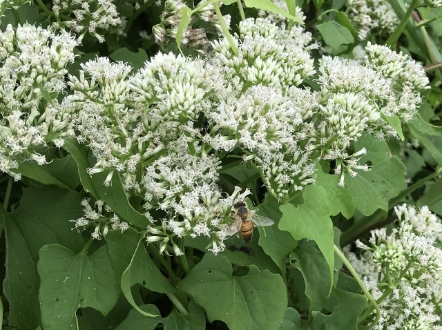 Western-Honey-Bee-on-Climbing-Hemp-Weed-Photo-by-Anita-Westervelt-640x478-796197973.jpg