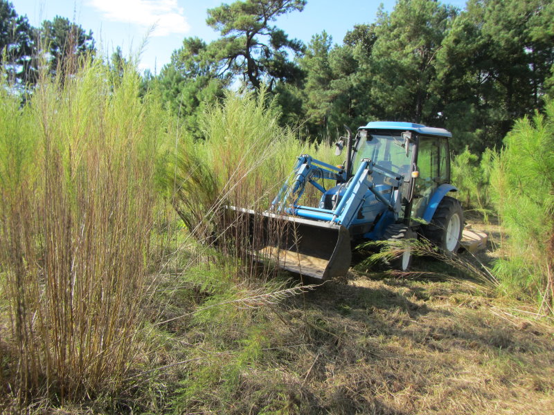 What I'm mowing.jpg