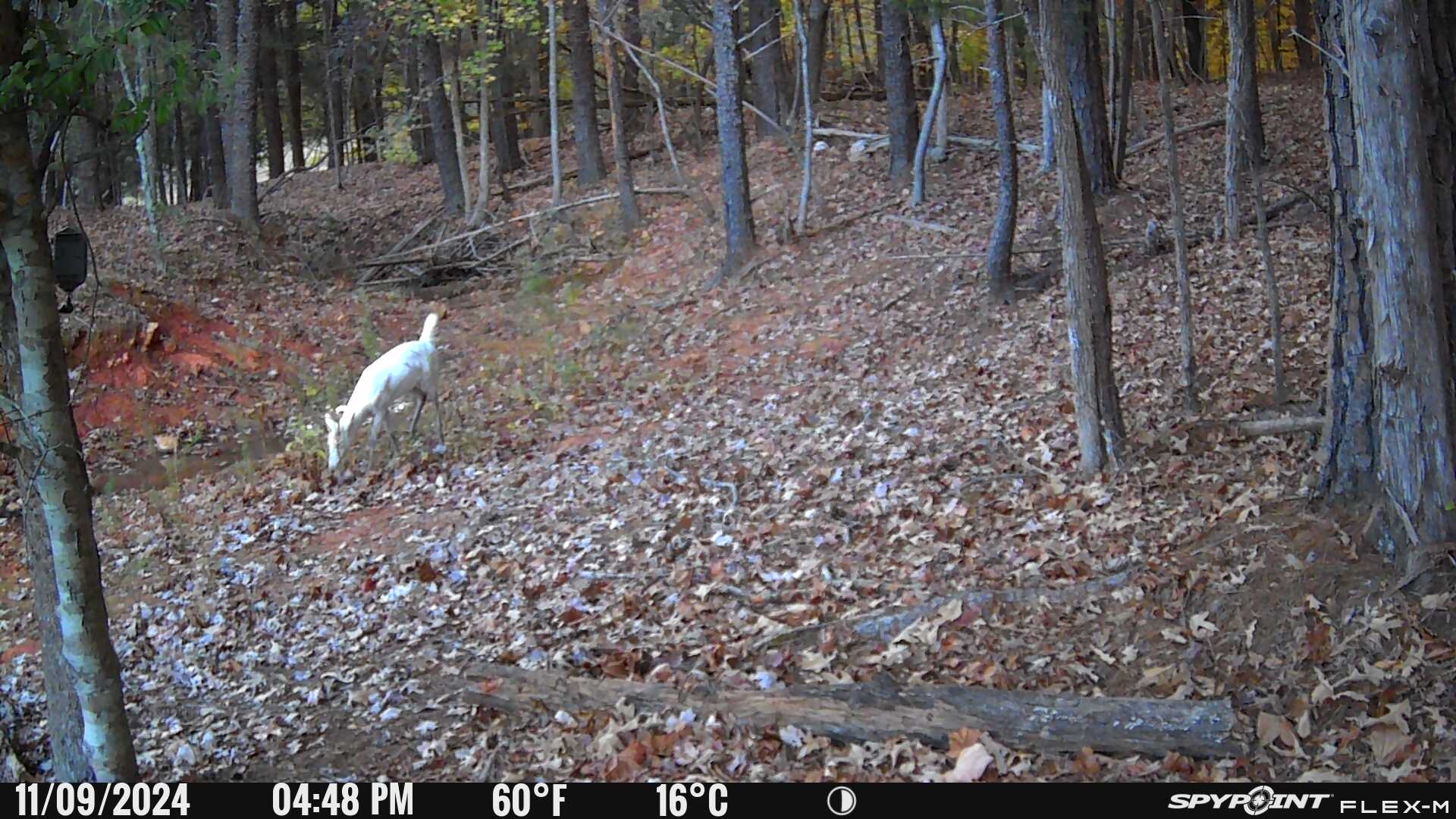 White deer 11 9 2024 2.JPG