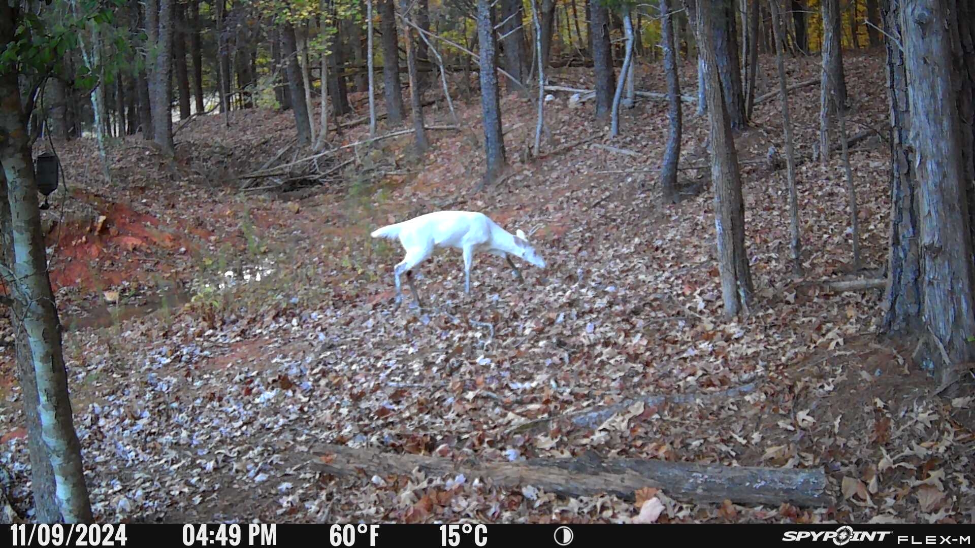 White deer 11 9 2024 3.JPG