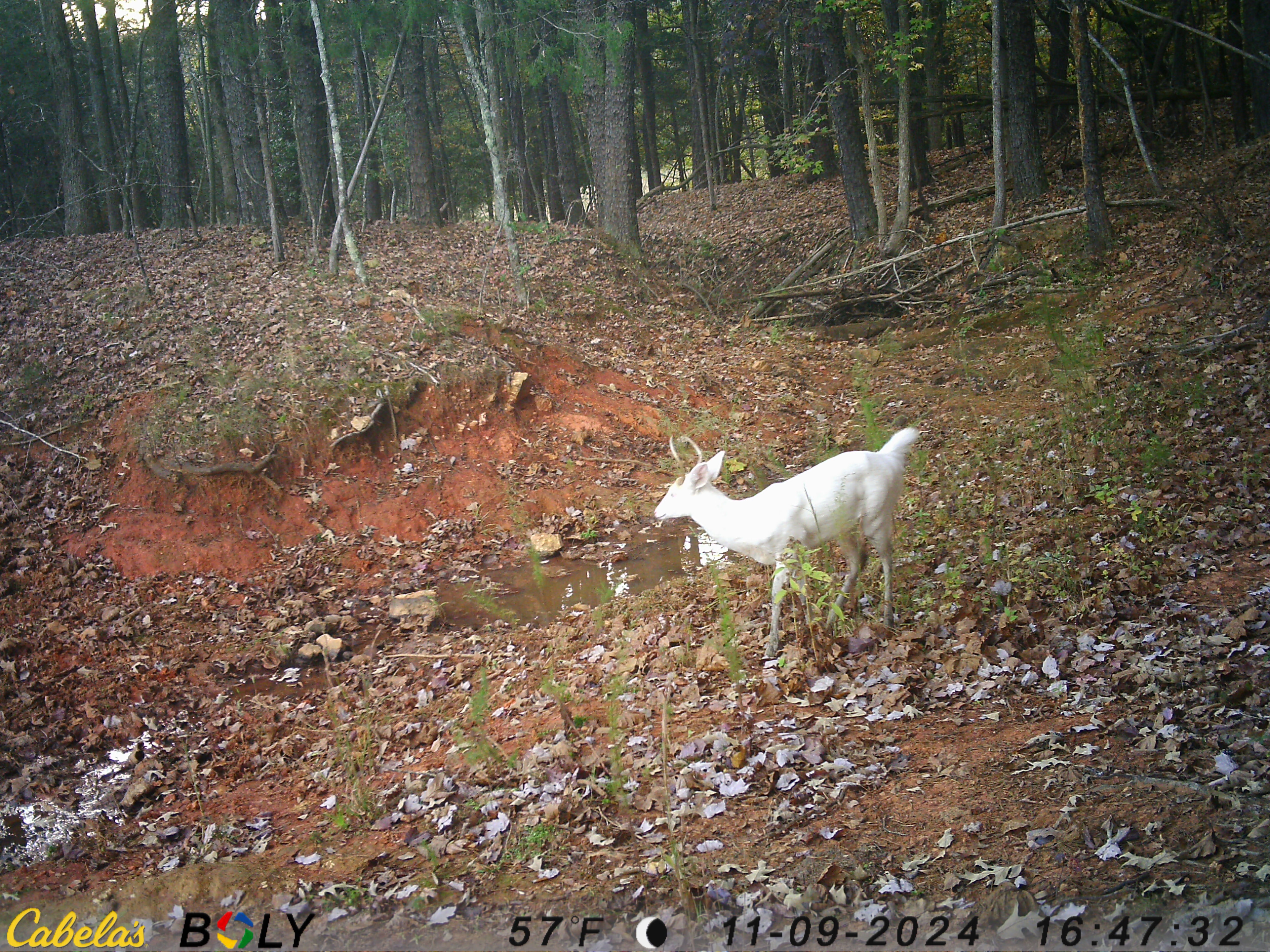 White deer 11 9 2024.JPG