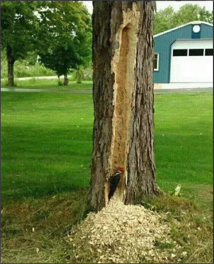 Woodpecker.png