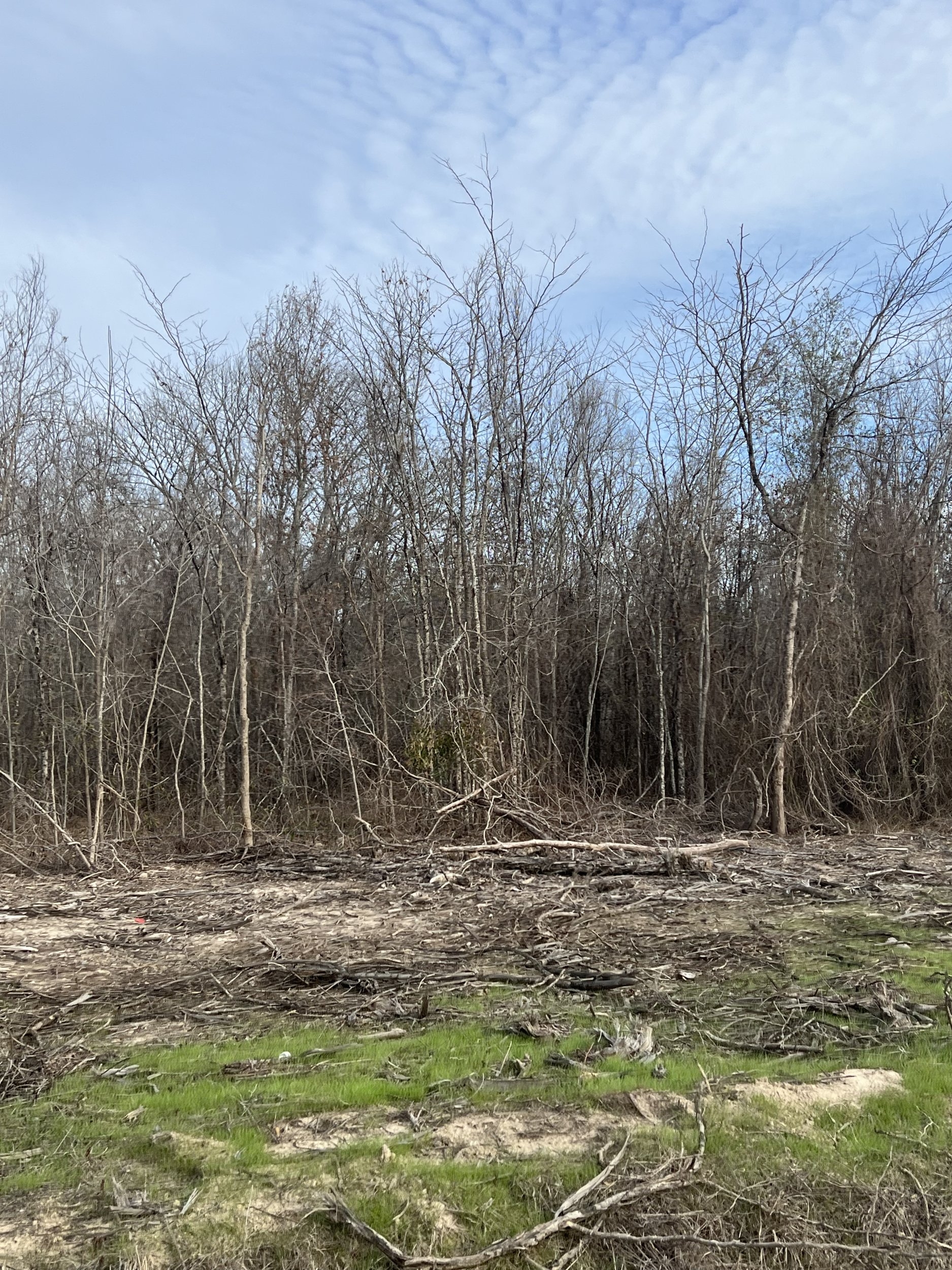 Woods 1.jpeg