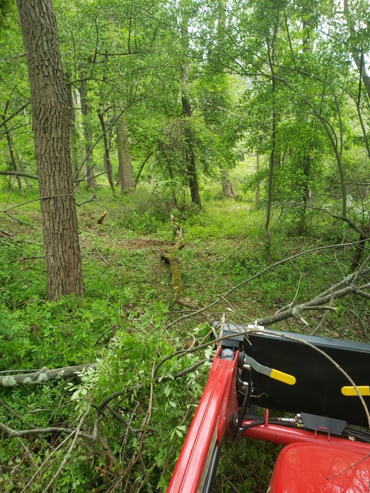 woodsAfter20210511_172318.jpg