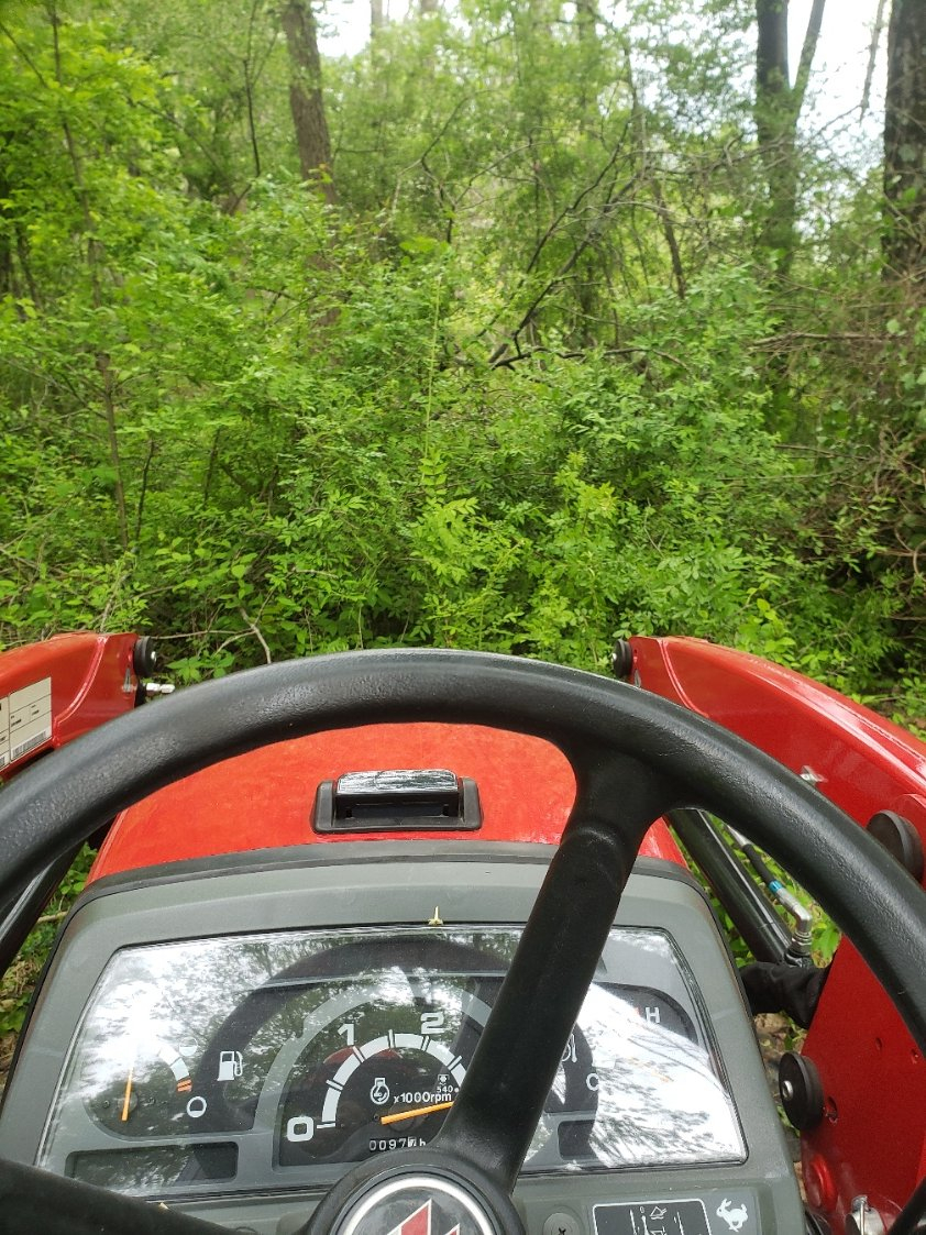 woodsBefore20210511_171942.jpg