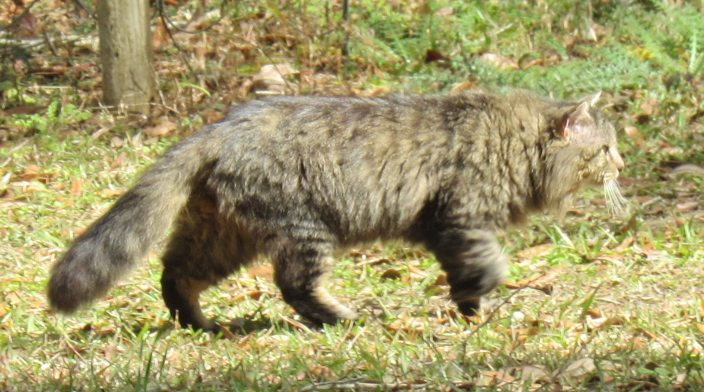 wooly-buggar1.jpg