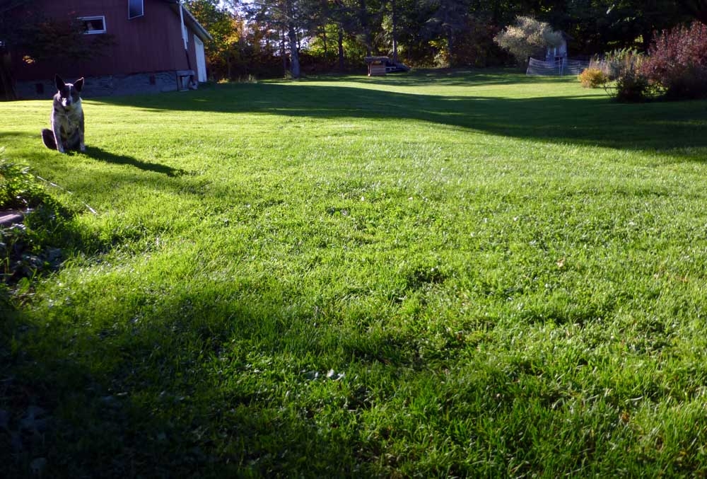 yard40974.jpg