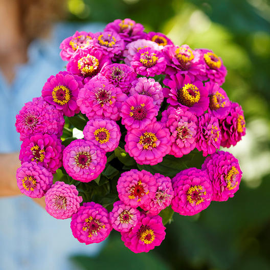 Zinnia-Pumila-Violet-1-mac_medium.jpg