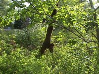 6-157476-swarm1.jpg