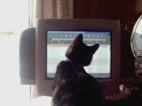 Kitten checking TBN 2000.jpg