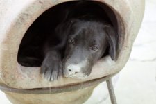 356875-Wiggles.jpg