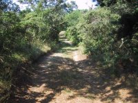 306546-RoadSideBrush.jpg