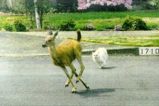 8-159993-deer-cat.jpg