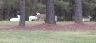 35-30222-deer1.jpg