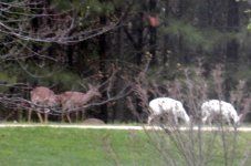 35-30223-deer2.jpg
