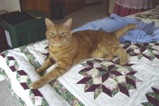 307176-cat01.JPG