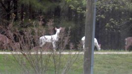 35-30226-deer3.jpg