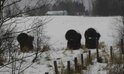 6-102537-bales3.jpg