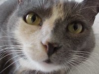 308909-catclose.jpg