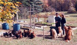 16-32517-Chickensscratching.jpg