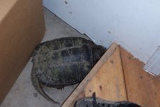 6-163355-Turtle002.jpg