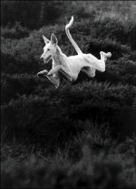 283396-Bounding1.jpg