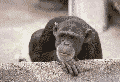 548223-Junkman.gif