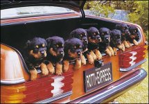 328901-Rottiexpress_1.jpg