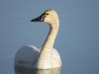 284000-Swan 4.jpg