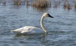 284183-swan 6.jpg