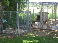 284213-The Dogs.jpg