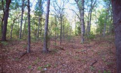 8-64747-trees.jpg