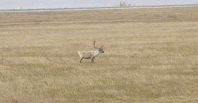 284827-caribou alone.jpg