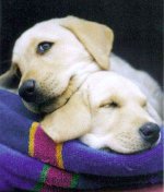 35-65318-buds.jpg