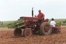 39-186264-IH274_planting_tobacco_2_S.jpg