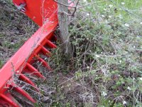 5-133007-Treegettergoingaftertheroot.JPG